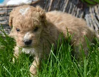 Max Maltipoo ML1, a male Maltipoo for sale in Kendallville, IN – 2 of 2