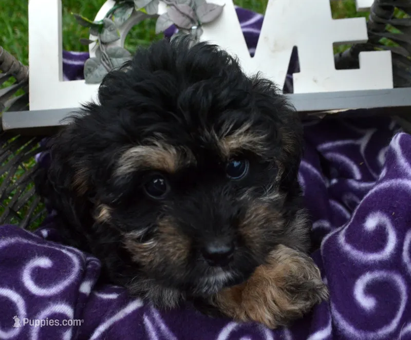 Britney MBD FM5 – Bernedoodle puppy for sale in Kendallville, IN