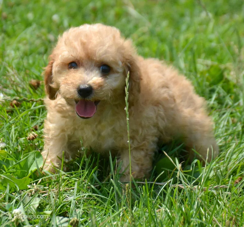 Chris Cavapoo M2 – Cavapoo puppy for sale in Kendallville, IN