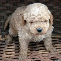 Denver Micro GD Ml 1, a male Miniature Goldendoodle for sale in Kendallville, IN – Photo 6 of 8