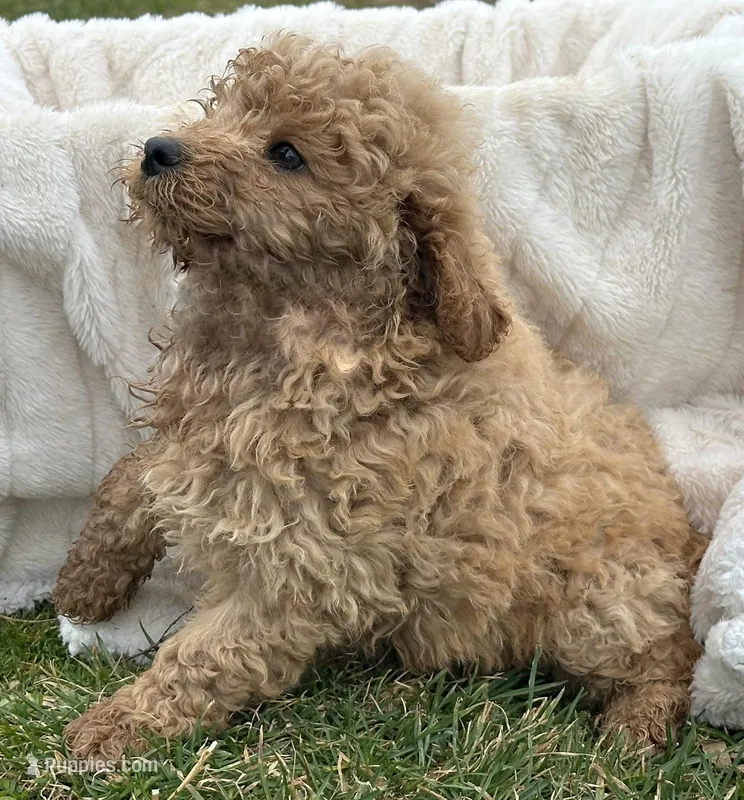 Denver Micro GD Ml 1 – Miniature Goldendoodle puppy for sale in Kendallville, IN