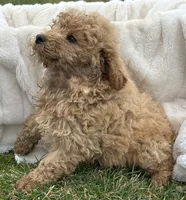 Denver Micro GD Ml 1, a male Miniature Goldendoodle for sale in Kendallville, IN – Photo 3 of 8