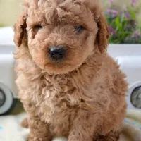 Denver Micro GD Ml 1, a male Miniature Goldendoodle for sale in Kendallville, IN – Photo 5 of 8