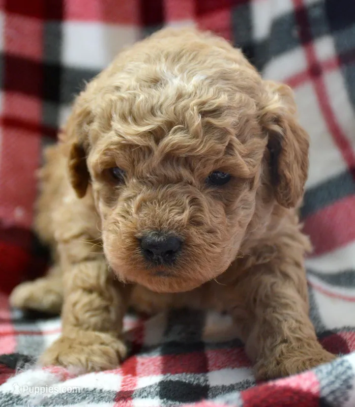 Denver Micro GD Ml 1