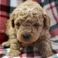 Denver Micro GD Ml 1, a male Miniature Goldendoodle for sale in Kendallville, IN – Photo 7 of 8