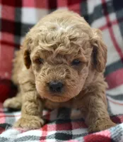 Denver Micro GD Ml 1, a male Miniature Goldendoodle for sale in Kendallville, IN – Photo 1 of 2