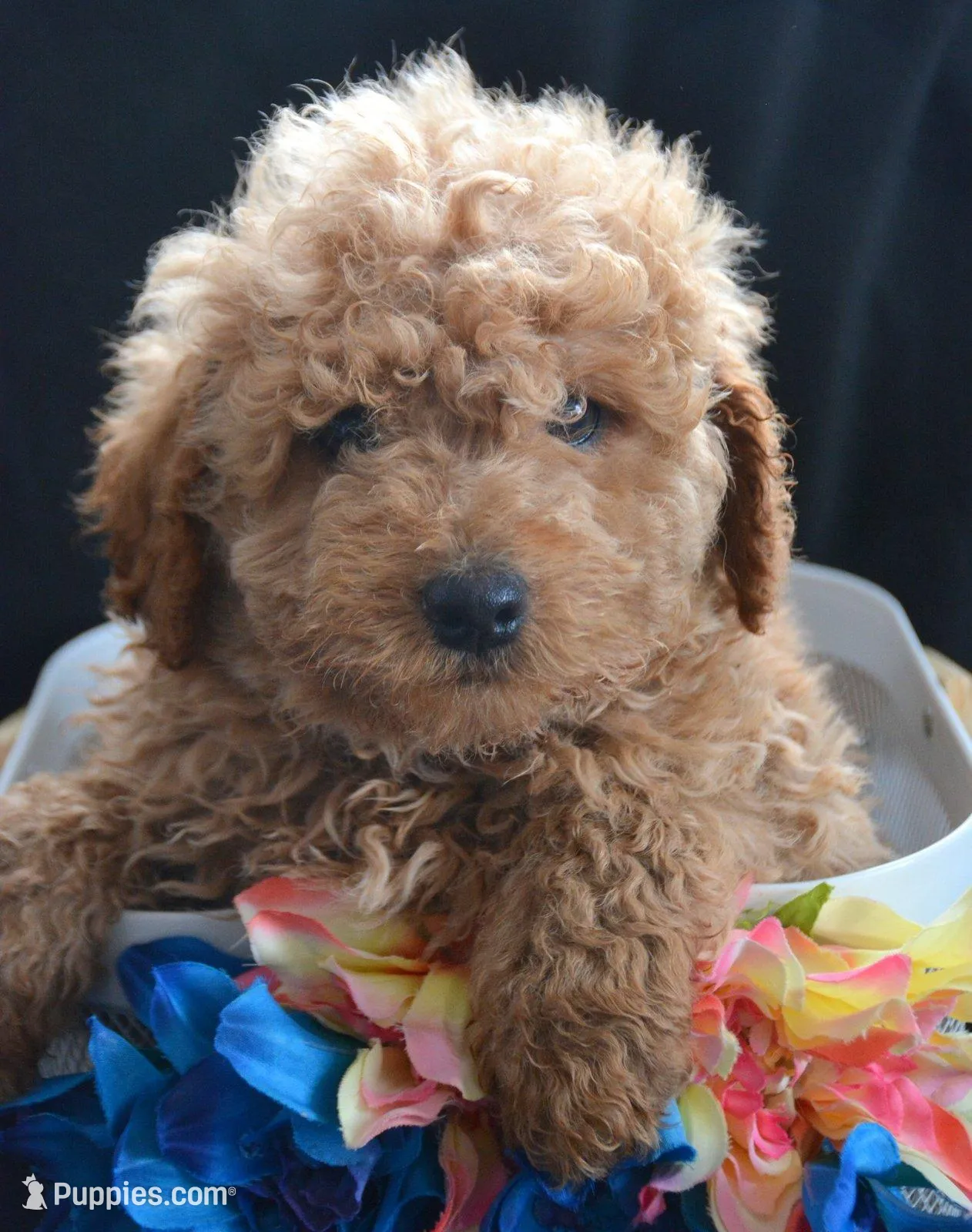 Denver Micro GD Ml 1 – Miniature Goldendoodle puppy for sale in Kendallville, IN