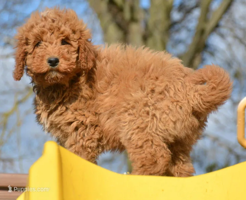 Denver Micro GD Ml 1 – Miniature Goldendoodle puppy for sale in Kendallville, IN