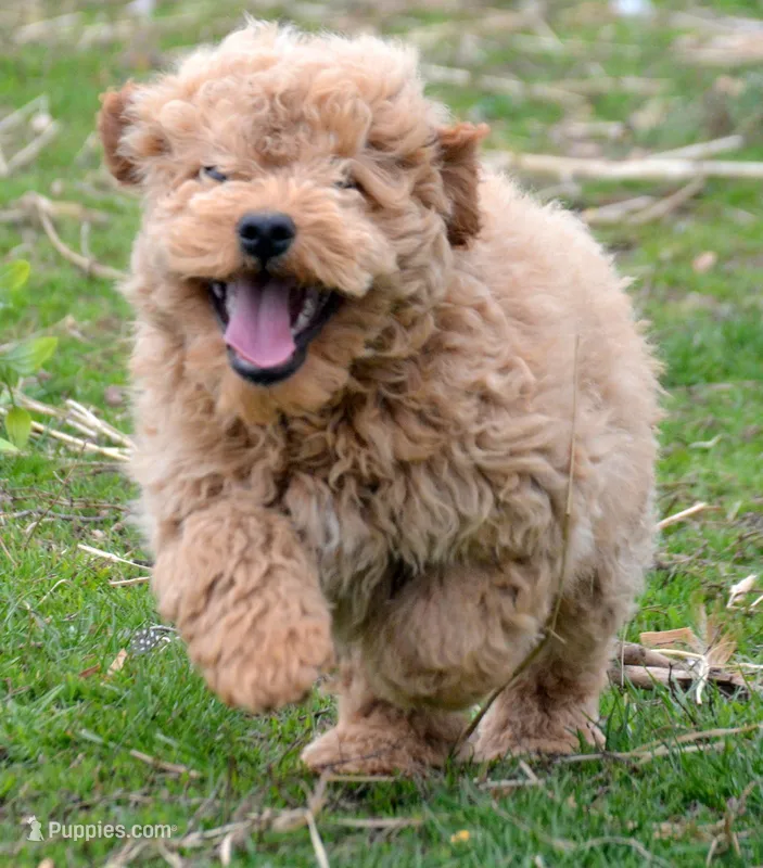 Denver Micro GD Ml 1 – Miniature Goldendoodle puppy for sale in Kendallville, IN