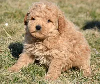Denver Micro GD Ml 1, a male Miniature Goldendoodle for sale in Kendallville, IN – Photo 4 of 8