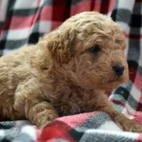 Denver Micro GD Ml 1, a male Miniature Goldendoodle for sale in Kendallville, IN – Photo 8 of 8