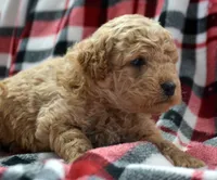 Denver Micro GD Ml 1, a male Miniature Goldendoodle for sale in Kendallville, IN – Photo 2 of 2