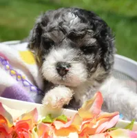 Barkley MBD ML2, a male Bernedoodle for sale in Kendallville, IN – 4 of 8