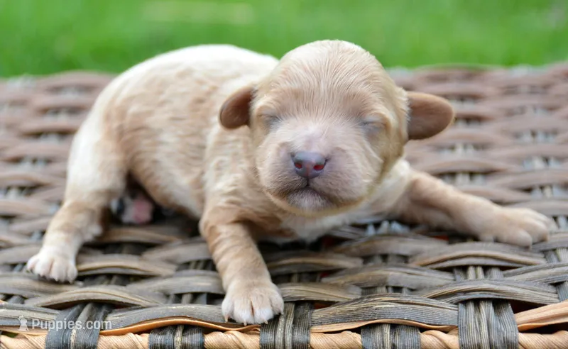 Colby Cavapoo M 3 – Cavapoo puppy for sale in Kendallville, IN