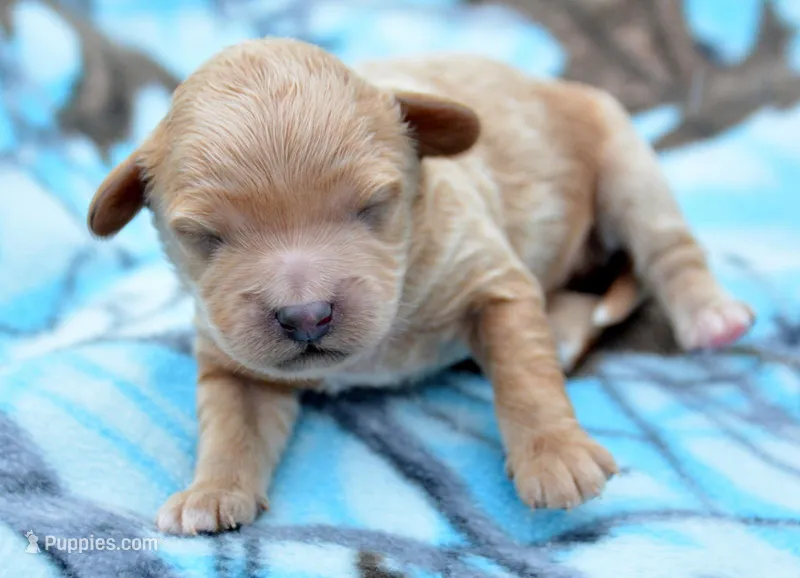Colby Cavapoo M 3 – Cavapoo puppy for sale in Kendallville, IN