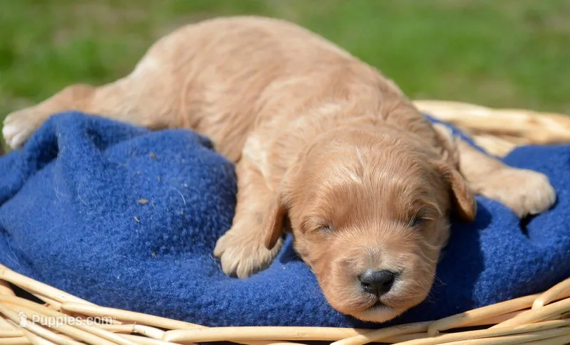 Colby Cavapoo M 3 – Cavapoo puppy for sale in Kendallville, IN