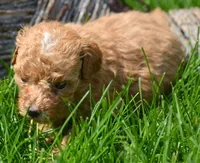 Mindi Maltipoo Fm 3, a female Maltipoo for sale in Kendallville, IN – 2 of 2