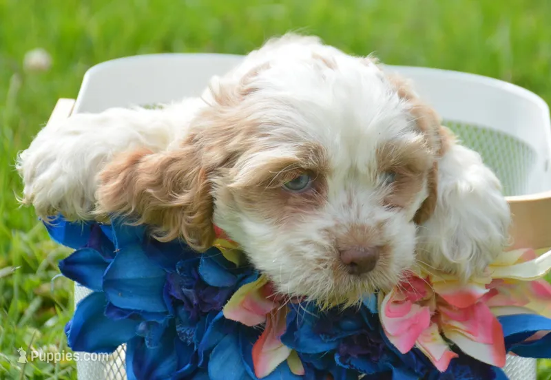 Carla Mini CP F2 – Cockapoo puppy for sale in Kendallville, IN