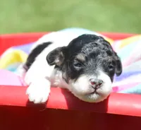 Betty MBD FM4, a male Bernedoodle for sale in Kendallville, IN – 6 of 8