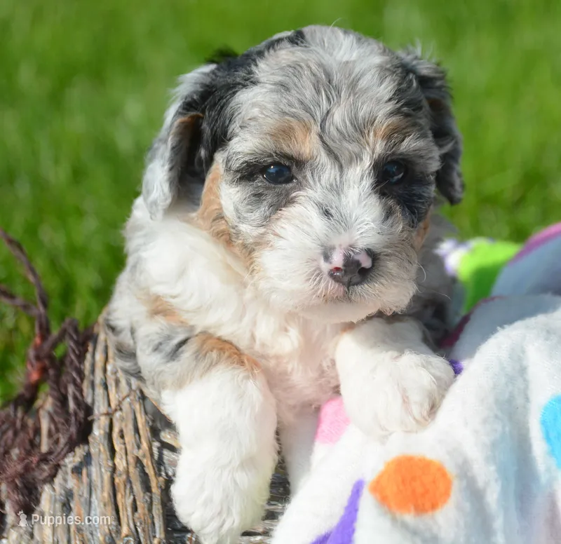 Bailey Micro Bernedoodle – Bernedoodle puppy for sale in Kendallville, IN