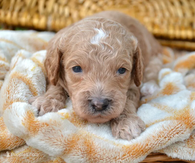 Cain Cavapoo ML3-1 – Cavapoo puppy for sale in Kendallville, IN