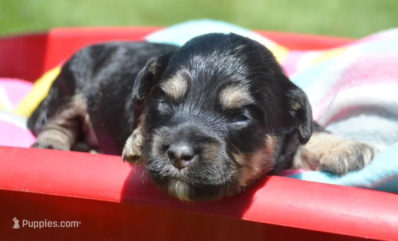 Britney MBD FM5 – Bernedoodle puppy for sale in Kendallville, IN