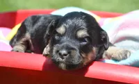 Britney MBD FM5, a male Bernedoodle for sale in Kendallville, IN – 6 of 8