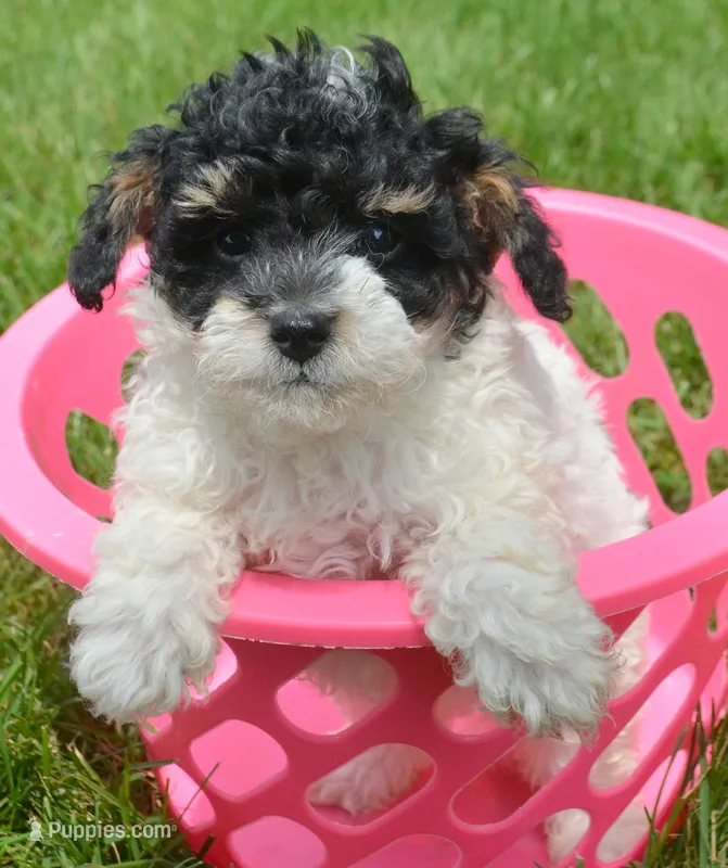 Betty MBD FM4 – Bernedoodle puppy for sale in Kendallville, IN