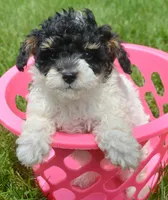 Betty MBD FM4, a male Bernedoodle for sale in Kendallville, IN – 1 of 8