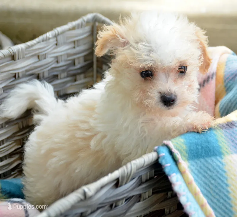 Maxine Maltipoo Fm 4 – Maltipoo puppy for sale in Kendallville, IN