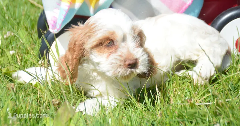 Carla Mini CP F2 – Cockapoo puppy for sale in Kendallville, IN
