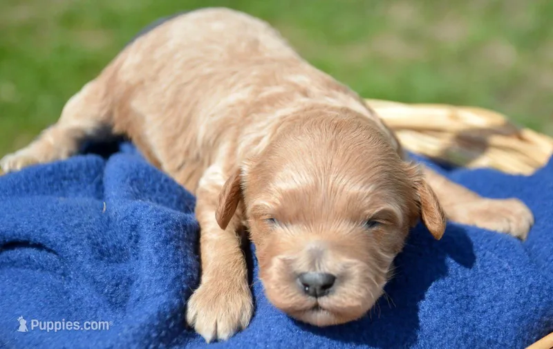 Chris Cavapoo M 2 – Cavapoo puppy for sale in Kendallville, IN