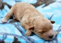 Chris Cavapoo M 2, a male Cavapoo for sale in Kendallville, IN – Photo 1 of 2