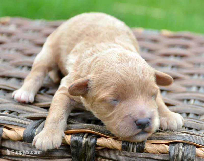 Chris Cavapoo M 2 – Cavapoo puppy for sale in Kendallville, IN
