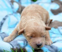 Chris Cavapoo M 2, a male Cavapoo for sale in Kendallville, IN – Photo 2 of 2