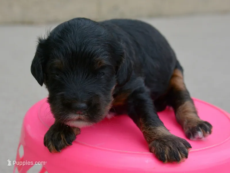 Ariel Mini Cockapoo F2 – Cockapoo puppy for sale in Kendallville, IN