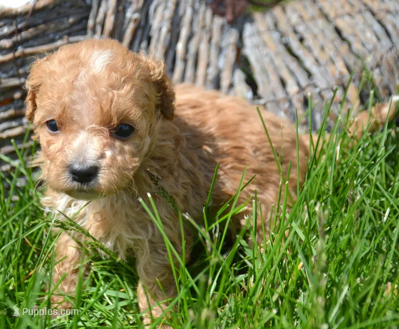 Maddie Maltipoo Fm 5, a female Maltipoo for sale in Kendallville, IN – 1 of 2