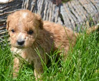 Maddie Maltipoo Fm 5, a female Maltipoo for sale in Kendallville, IN – 1 of 2