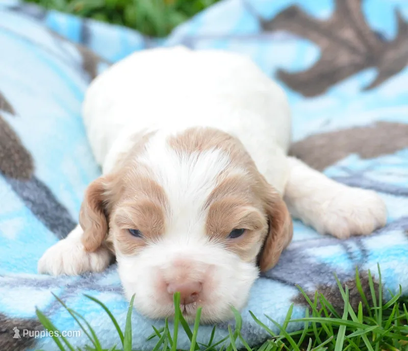 Cari Mini CP F4 – Cockapoo puppy for sale in Kendallville, IN