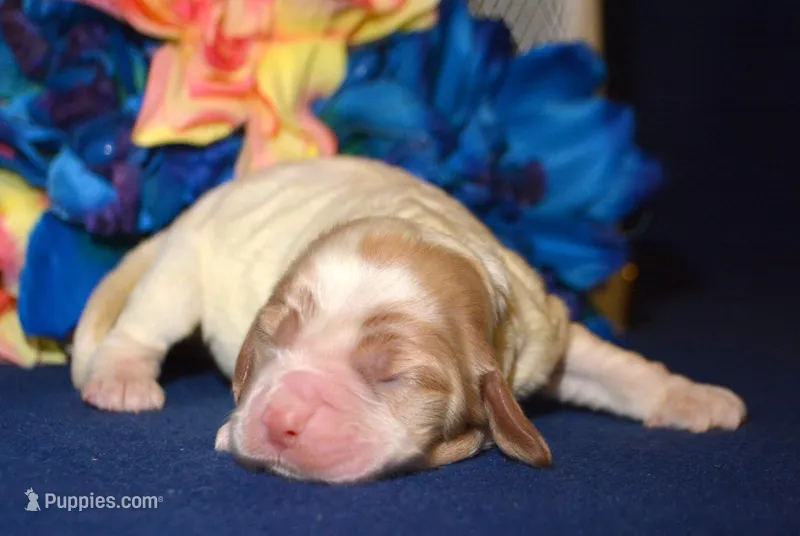 Cari Mini CP F4, a male Cockapoo for sale in Kendallville, IN – Photo 1 of 2
