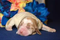 Cari Mini CP F4, a male Cockapoo for sale in Kendallville, IN – Photo 1 of 2