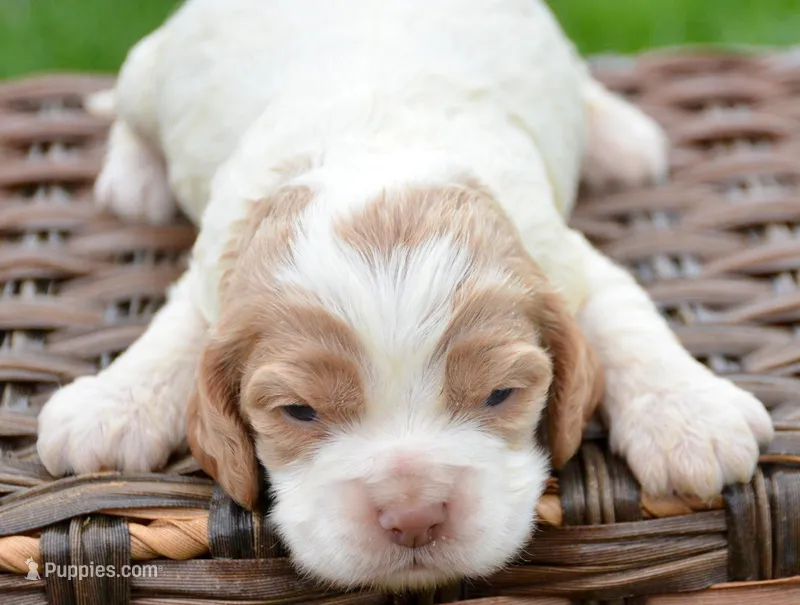 Cari Mini CP F4 – Cockapoo puppy for sale in Kendallville, IN