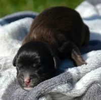 Cody Cav Ml 4-2, a male Cavapoo for sale in Kendallville, IN – 2 of 2