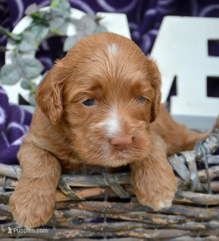Anna Mini Cockapoo F3 – Cockapoo puppy for sale in Kendallville, IN
