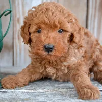 Marty MGD Ml 1, a male Miniature Goldendoodle for sale in Kendallville, IN – Photo 5 of 6