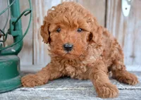Marty MGD Ml 1, a male Miniature Goldendoodle for sale in Kendallville, IN – Photo 1 of 2