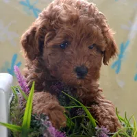 Marty MGD Ml 1, a male Miniature Goldendoodle for sale in Kendallville, IN – Photo 4 of 6