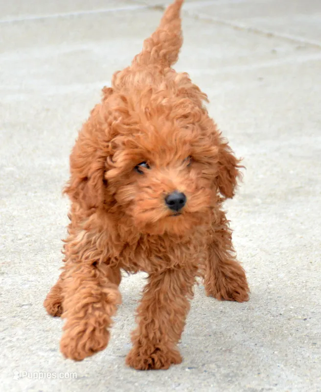 Marty MGD Ml 1 – Miniature Goldendoodle puppy for sale in Kendallville, IN