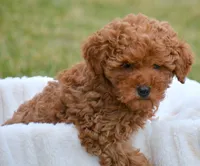 Marty MGD Ml 1, a male Miniature Goldendoodle for sale in Kendallville, IN – Photo 3 of 6