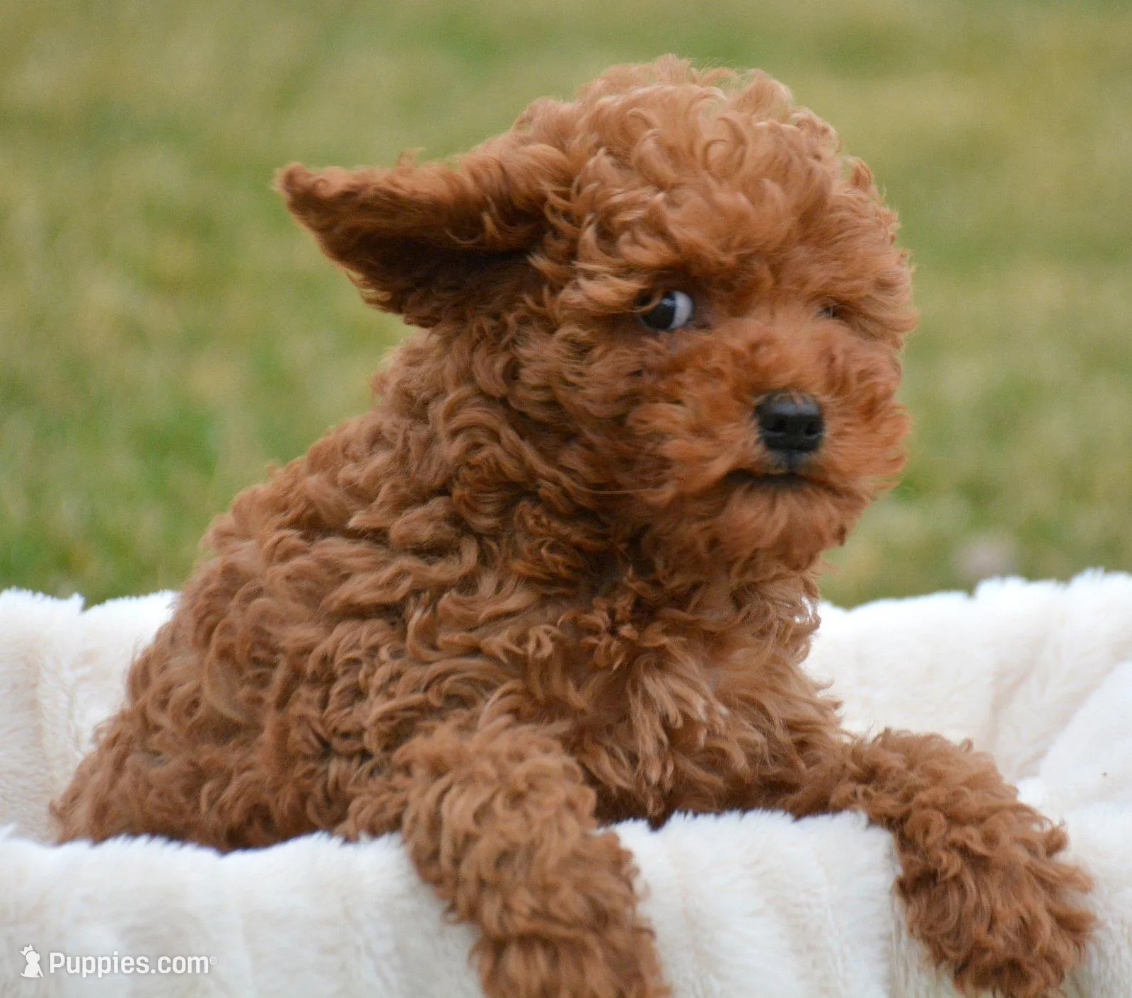 Marty MGD Ml 1 – Miniature Goldendoodle puppy for sale in Kendallville, IN